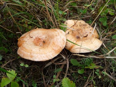 Míscaros, Lactarius deliciosus